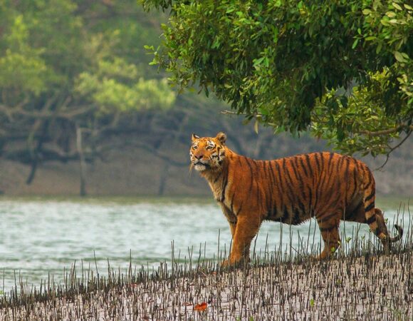 Kolkata With Sundarbans ( Kolkata 2N + Sundarbans 1N )  03 Nights  & 04 Days